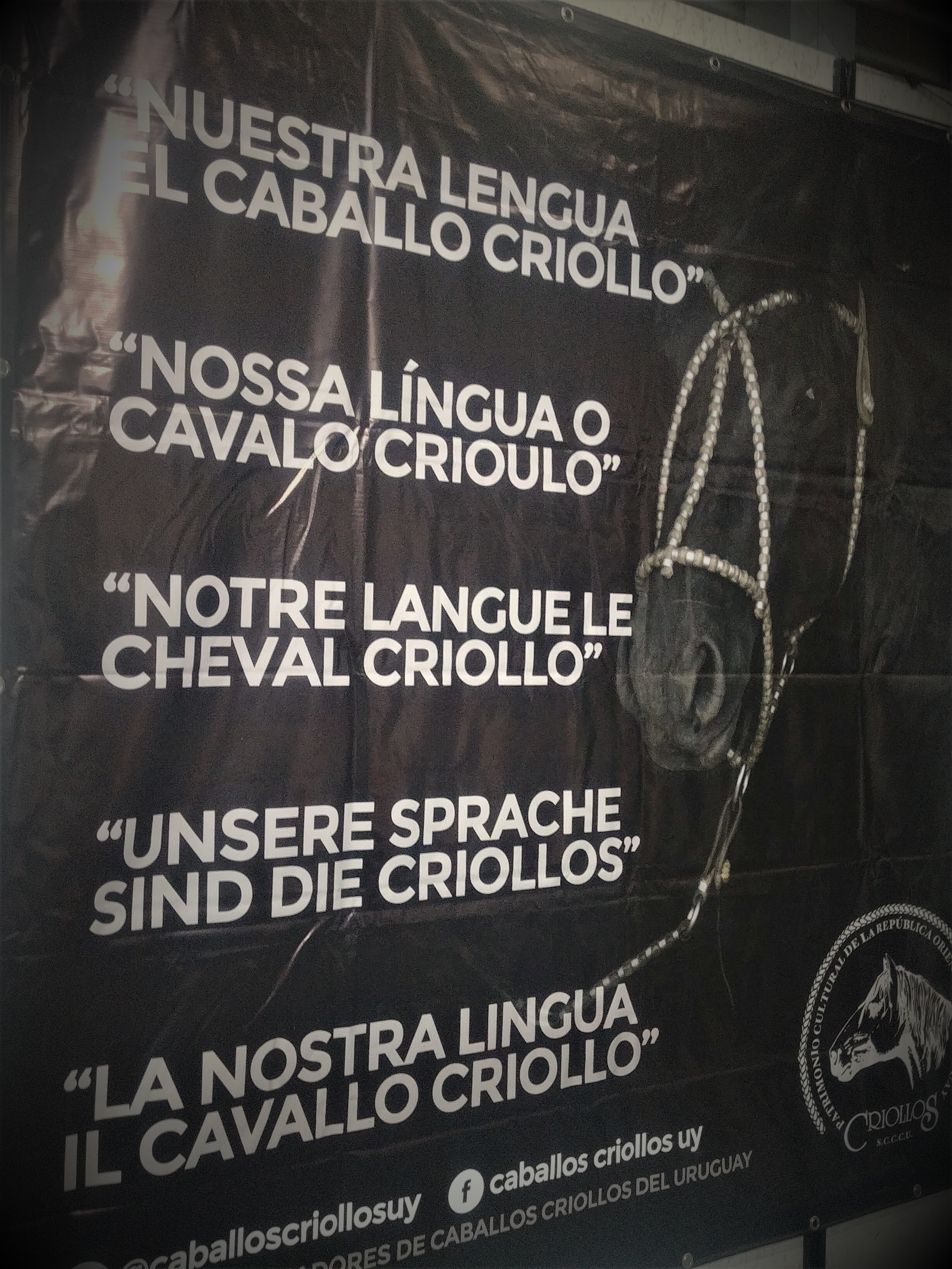 Unsere Sprache sind die Criollos Fieracavalli 2
