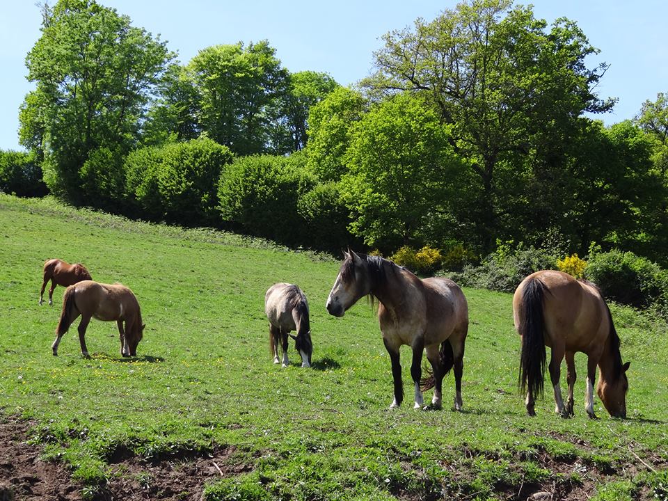 COMPRAR CABALLOS CRIOLLOS comprar caballos criollos: