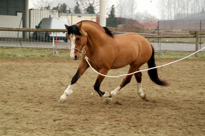 Criollo Horse The Breed Of The Criollo Horse In Italy [ 480 x 720 Pixel ]