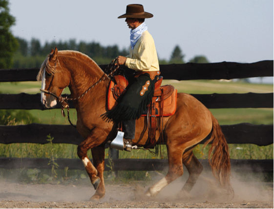 Criollo Horse Criollo Breeding In Germany [ 428 x 561 Pixel ]