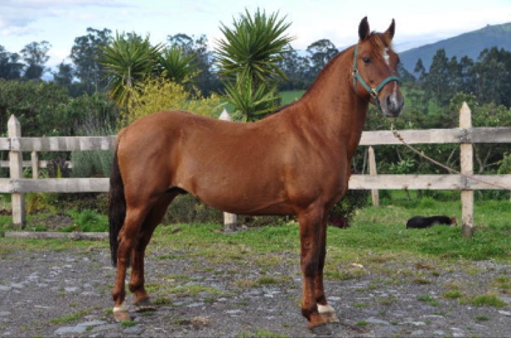Criollo Horse History Of The Criollo Breed [ 485 x 732 Pixel ]