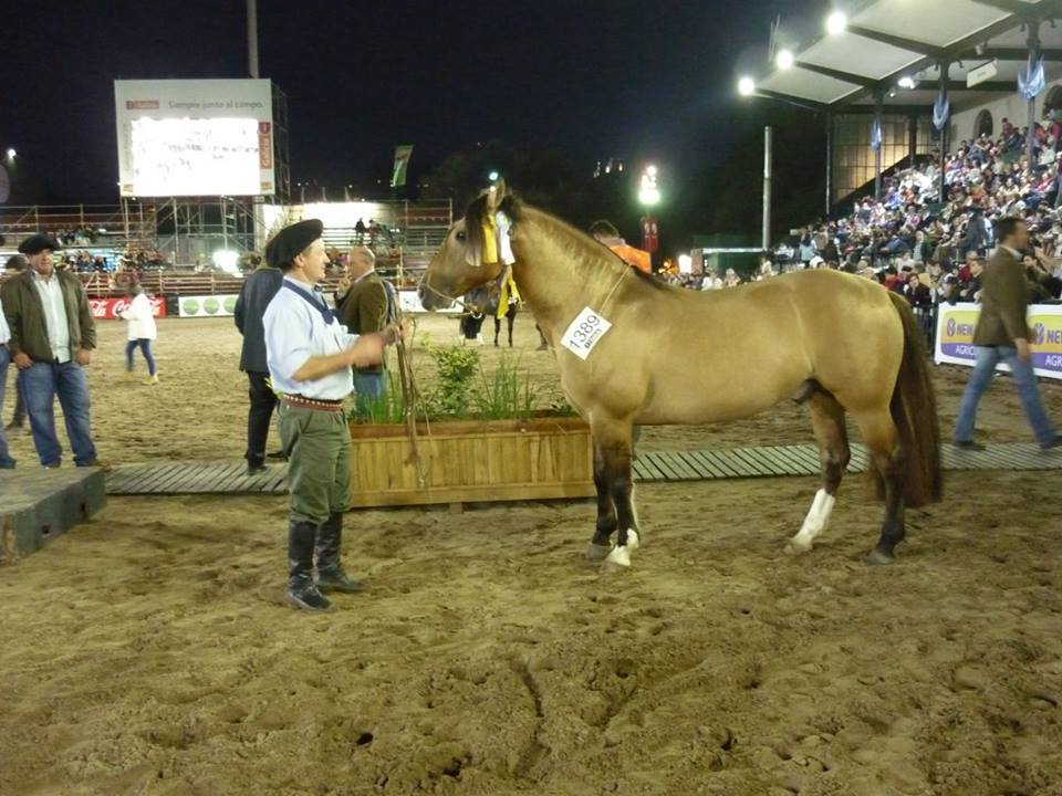 cuartomejorpadrillo-palermo2017