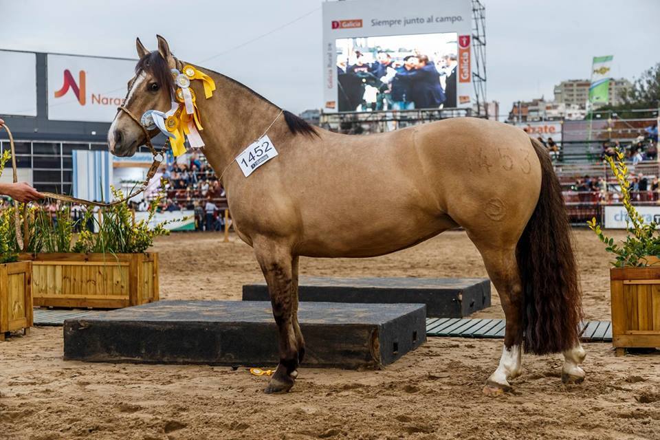 grancampeona-palermo2017