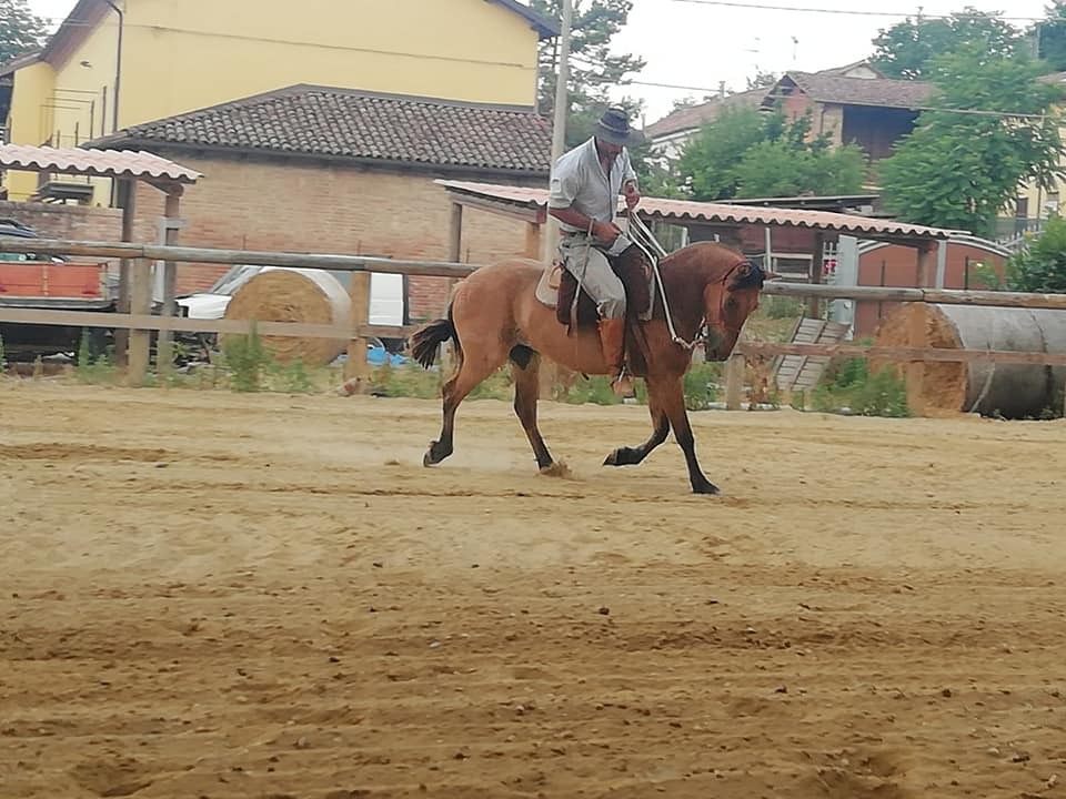 daniel berhouet doma racional reining