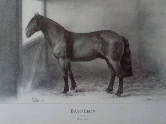 Bayo Leon 1858 2