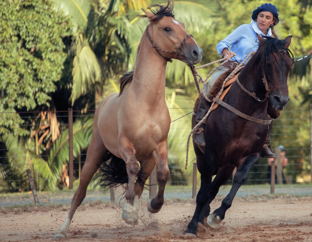 CAVALO CRIOULO 2