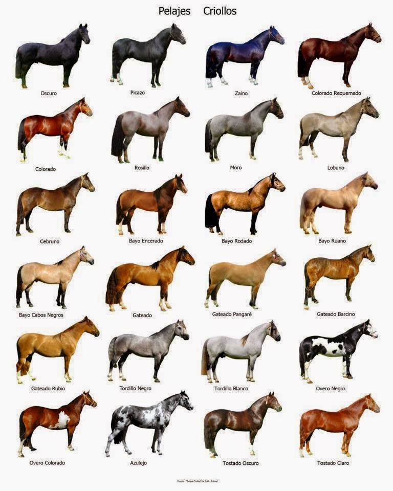 pelajes de caballos